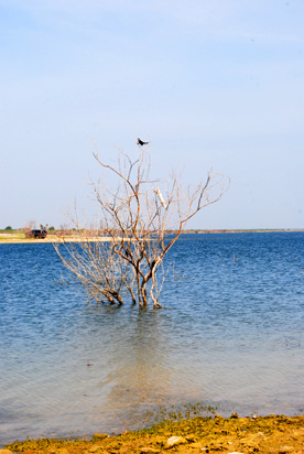 Presa Falcon